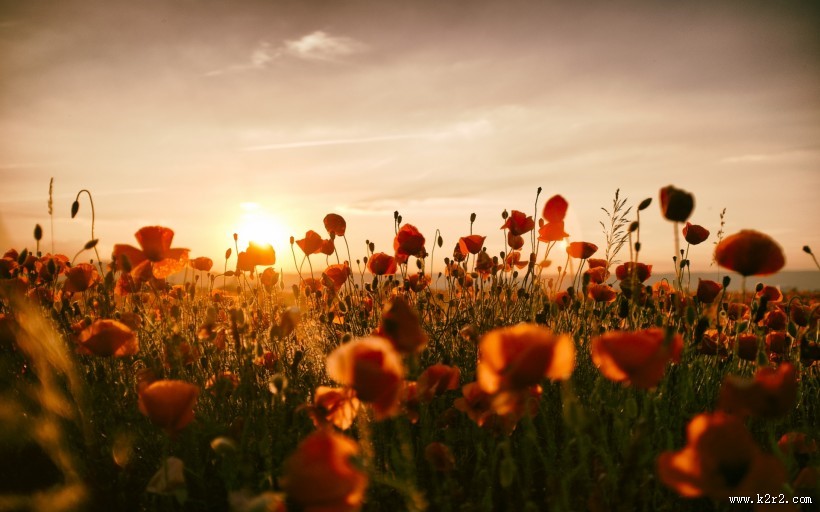 罂粟图片
