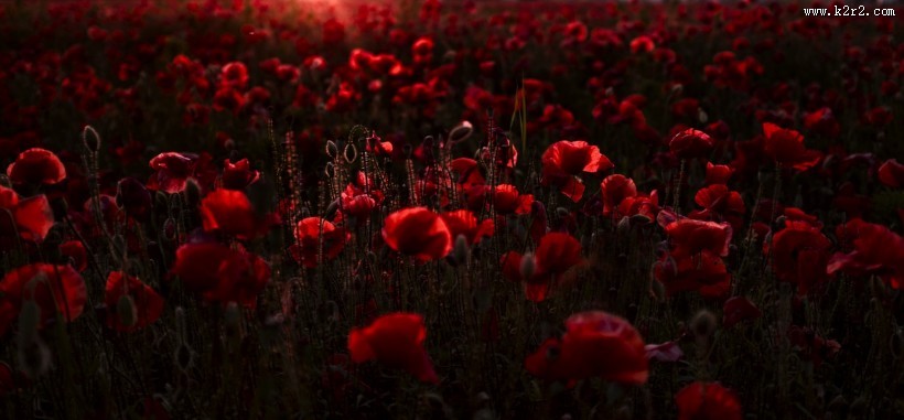 罂粟图片