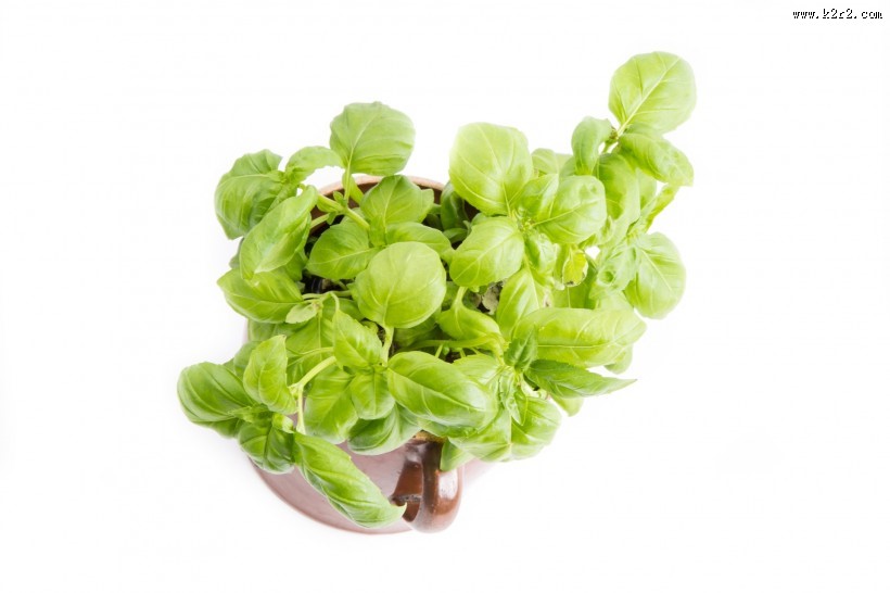 罗勒叶图片