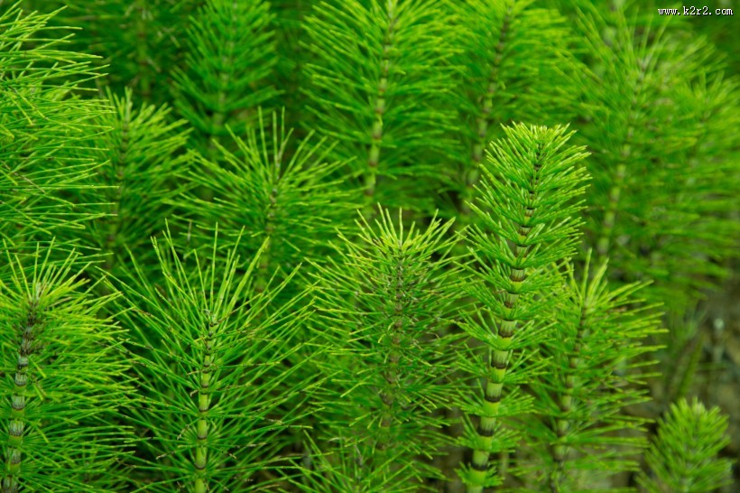 绿色植物图片大全