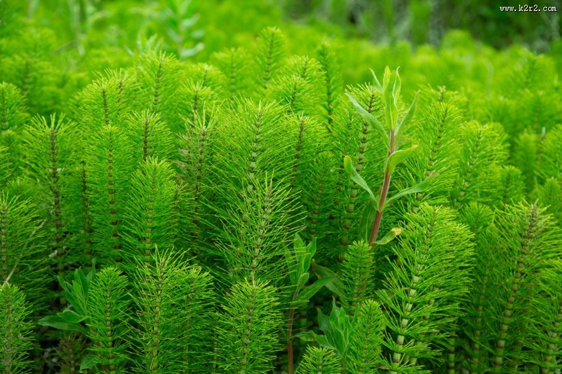 绿色植物图片大全