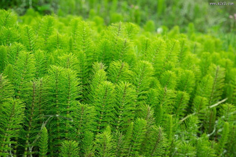 绿色植物图片大全