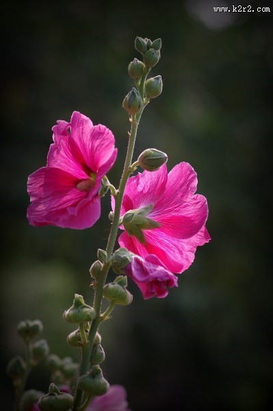 多彩蜀葵花图片