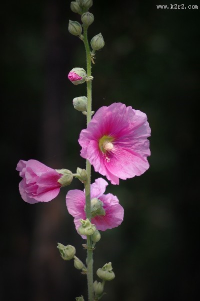 多彩蜀葵花图片