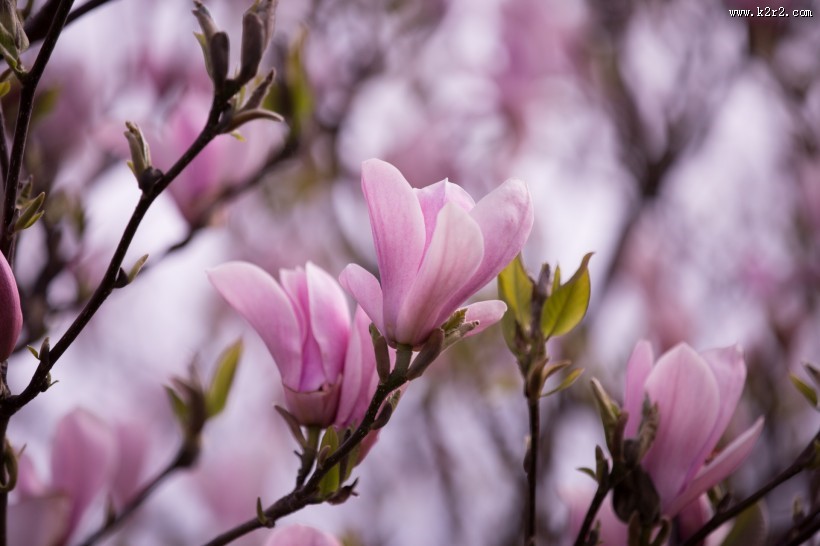 粉色玉兰花图片