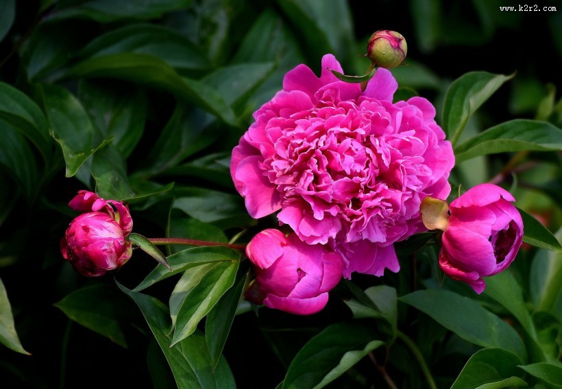 紫色芍药花图片