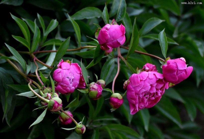 紫色芍药花图片