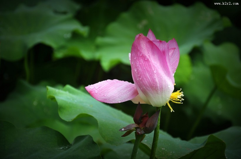 风雨中荷花图片大全