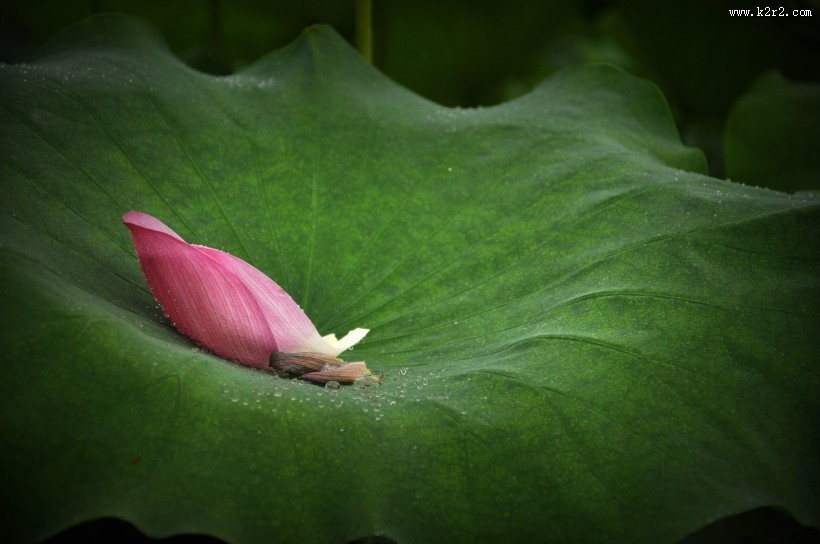 风雨中荷花图片大全