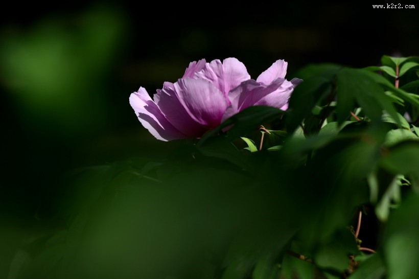 牡丹花图片大全