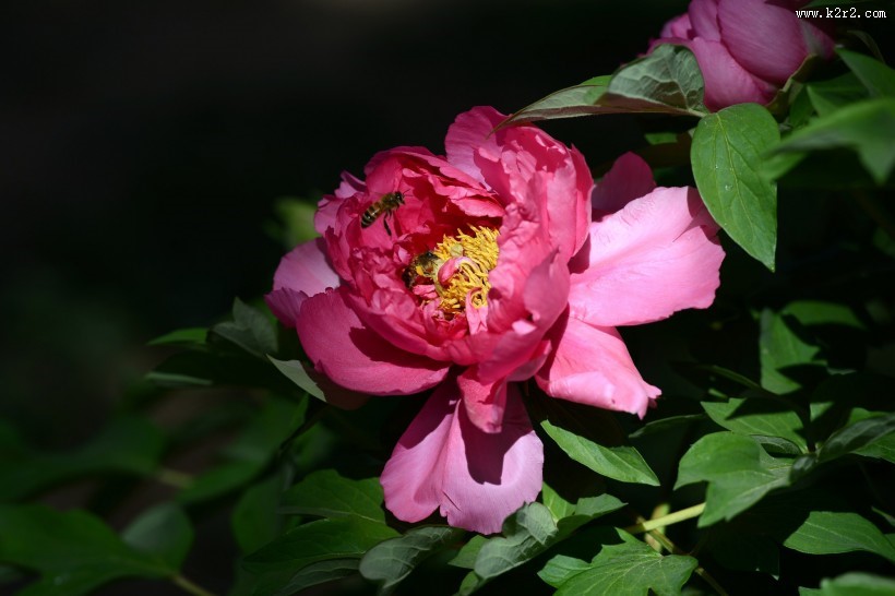 牡丹花图片大全