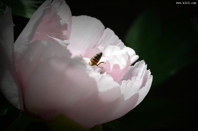 牡丹花图片大全