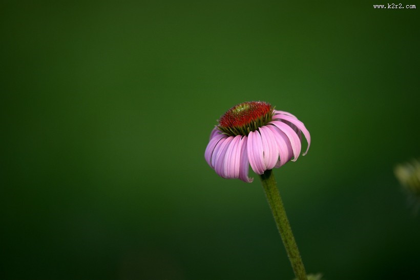 松果菊图片大全