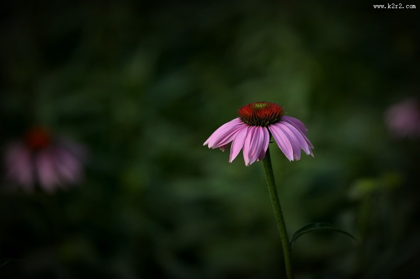松果菊图片大全