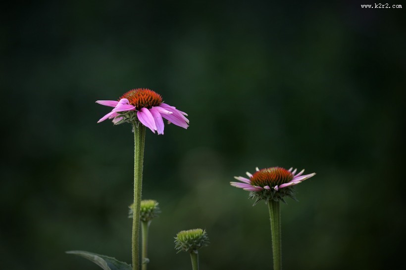 松果菊图片大全