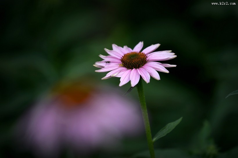 松果菊图片大全