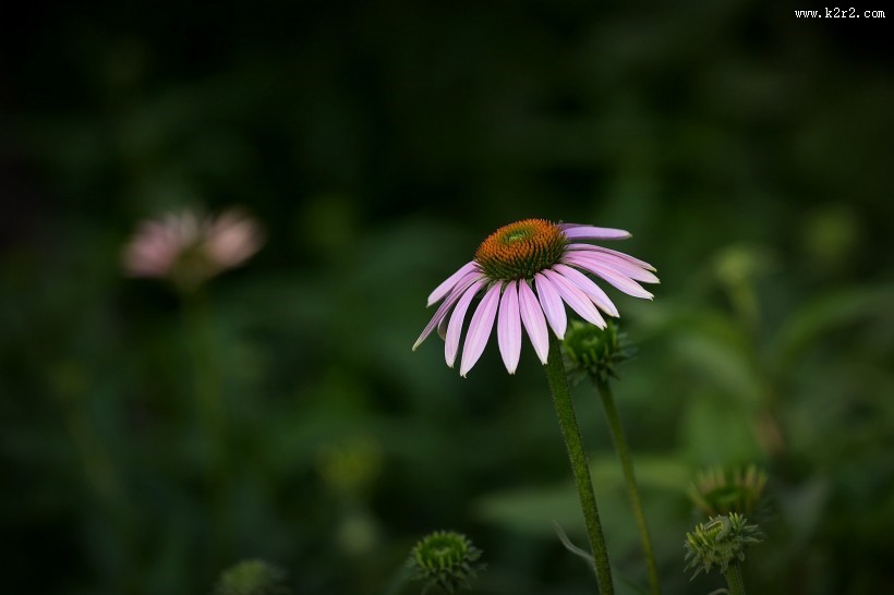 松果菊图片大全