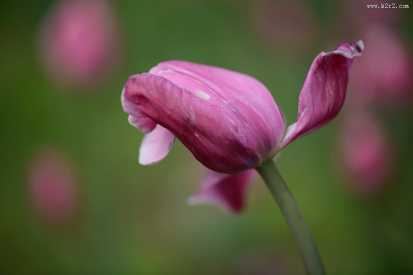 郁金香图片大全