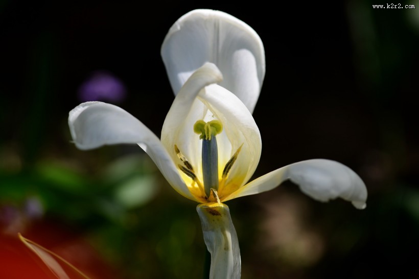 郁金香图片大全