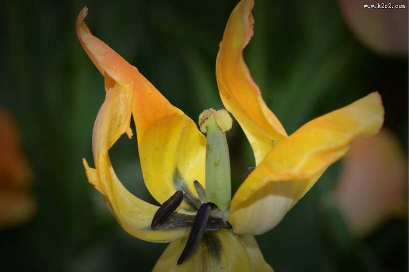 郁金香图片大全