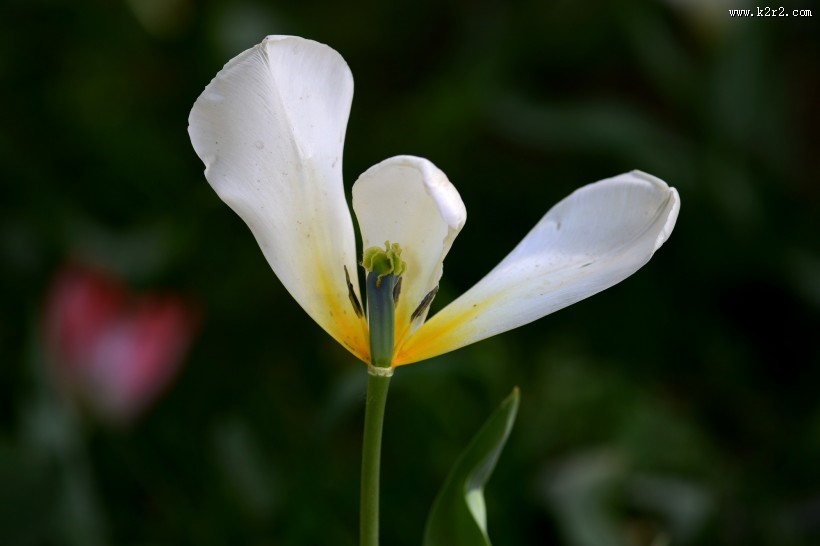 郁金香图片大全