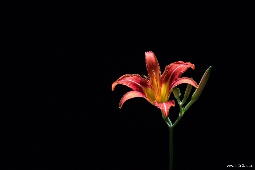 萱草花图片大全