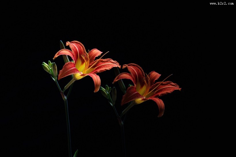 萱草花图片大全