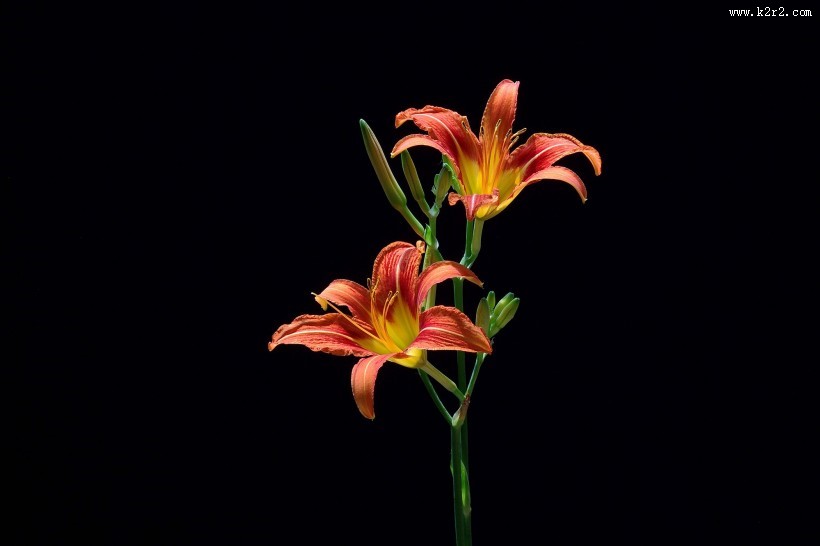 萱草花图片大全