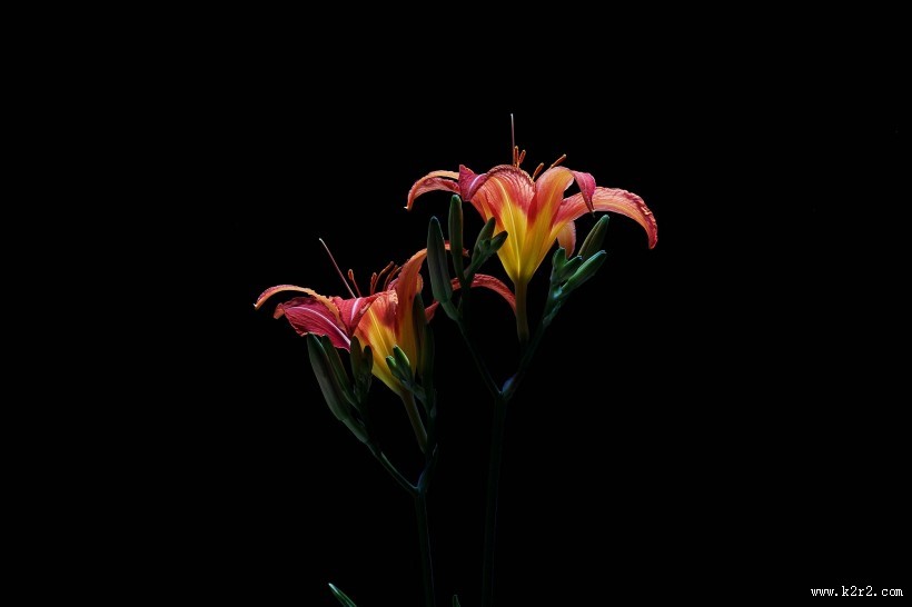 萱草花图片大全