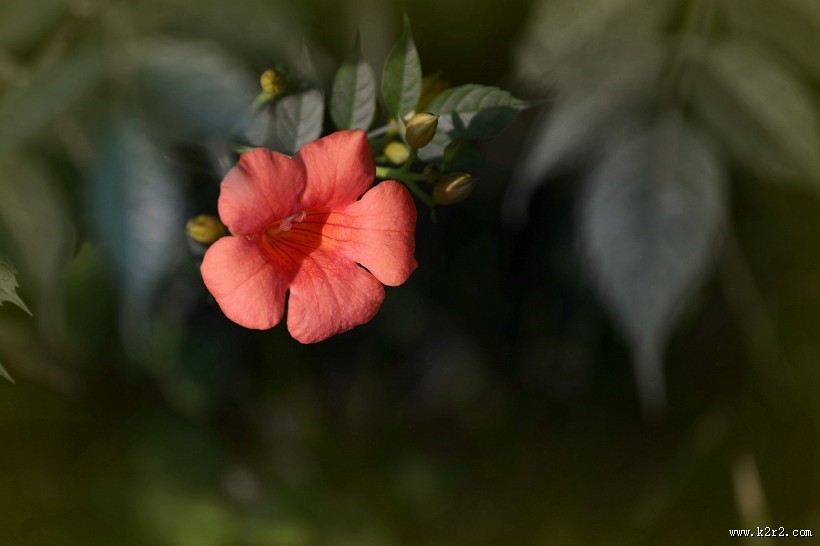 凌霄花图片大全