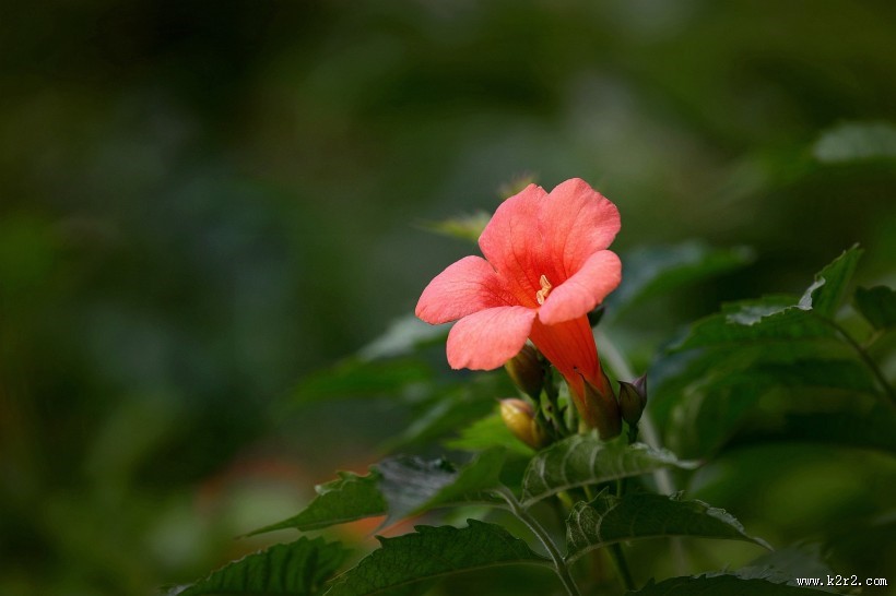凌霄花图片大全