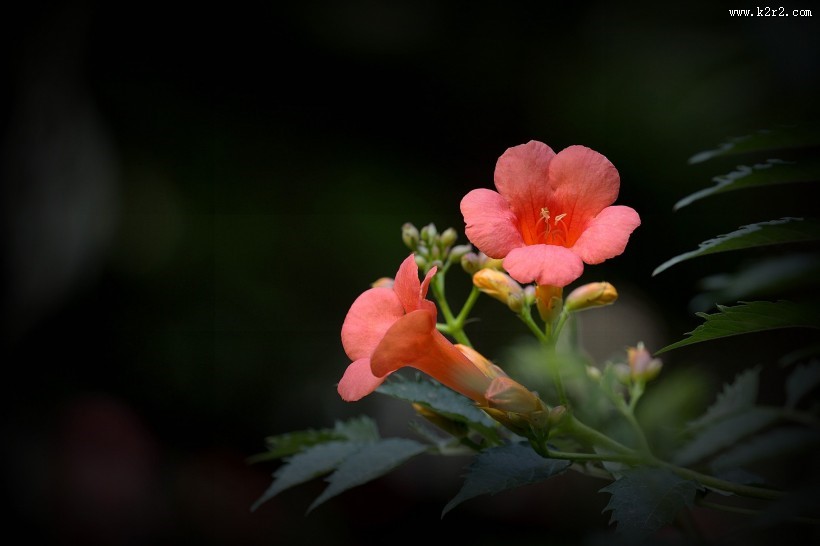 凌霄花图片大全