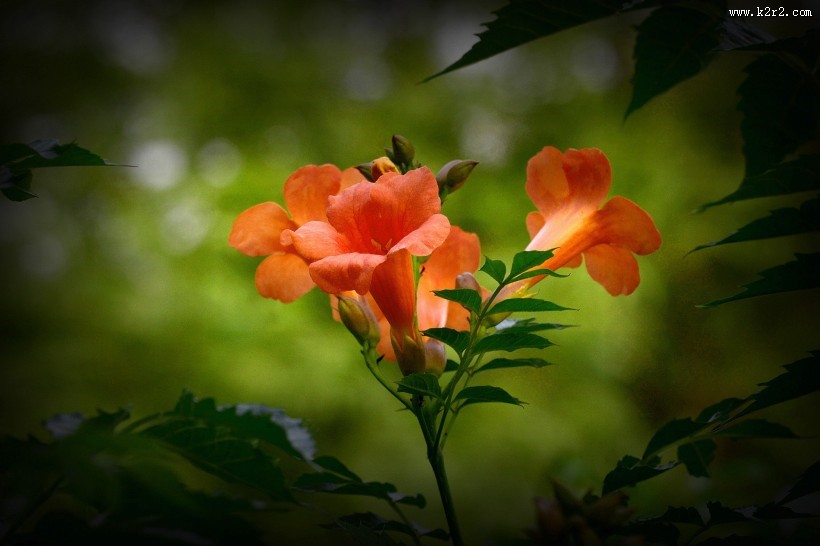 凌霄花图片大全