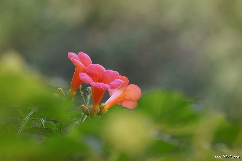 凌霄花图片大全