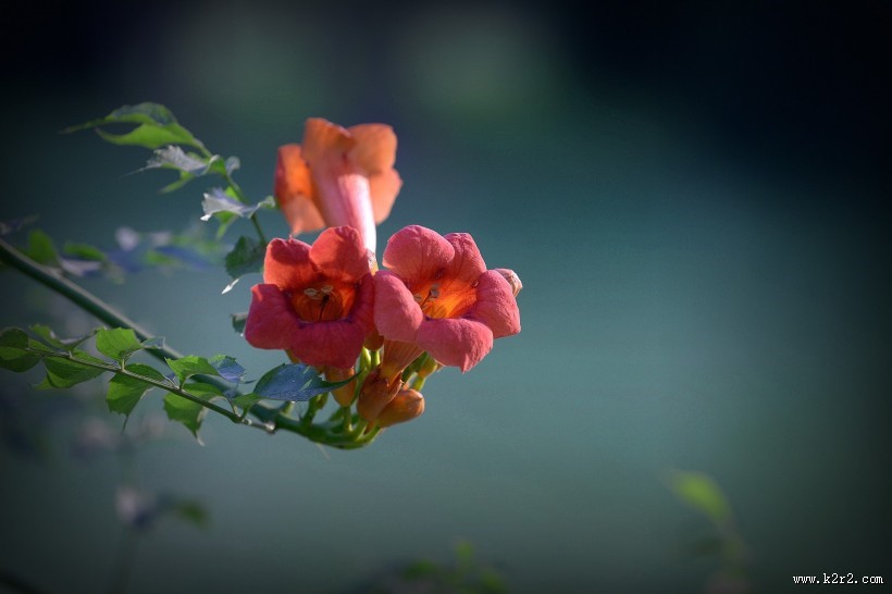 凌霄花图片大全