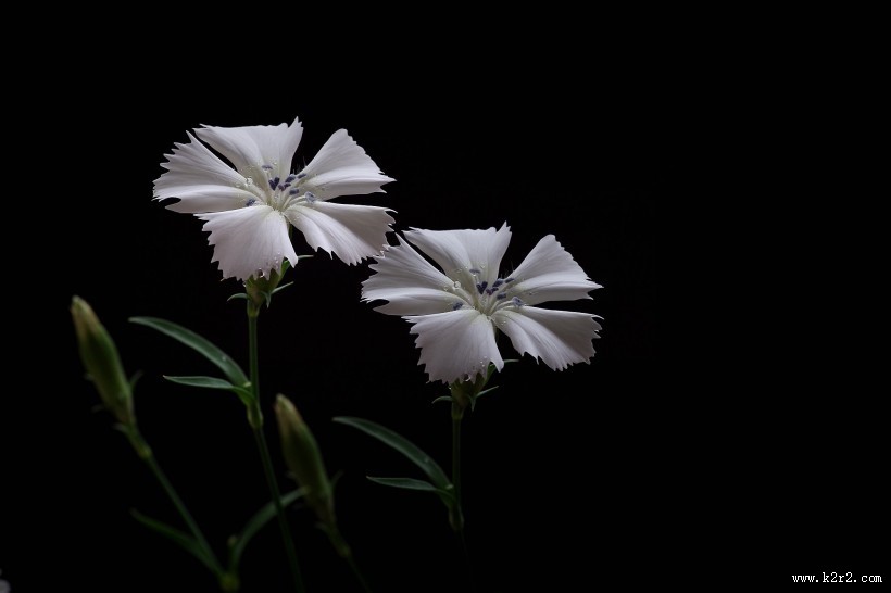 白色石竹花图片