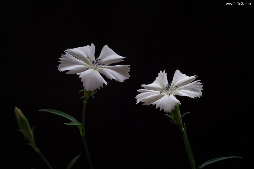 白色石竹花图片