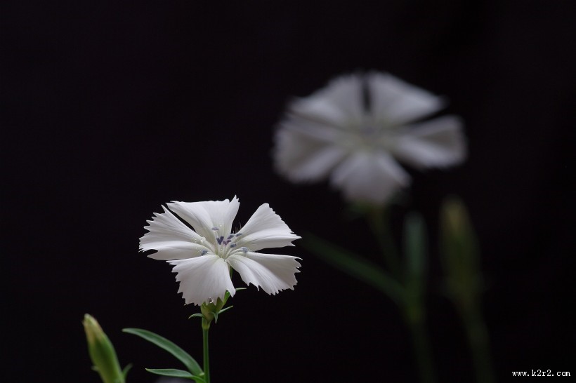 白色石竹花图片