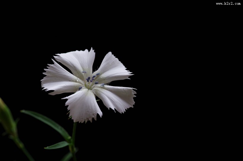 白色石竹花图片