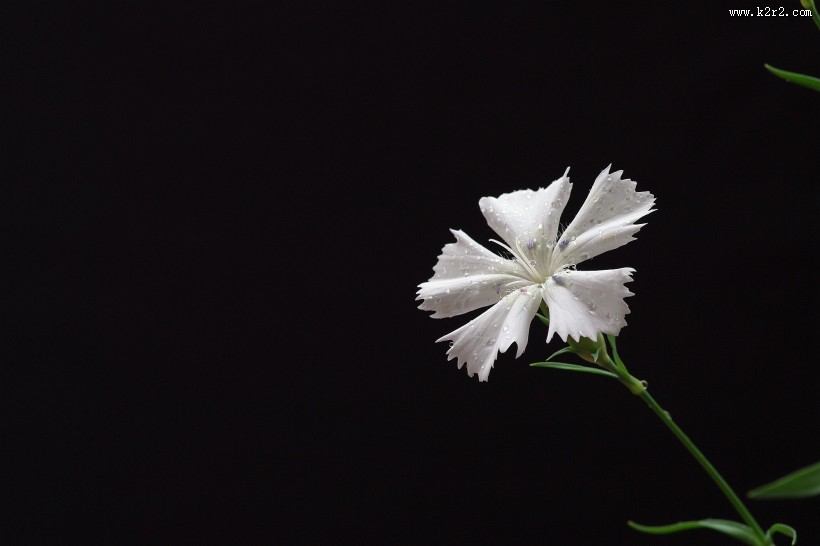 白色石竹花图片