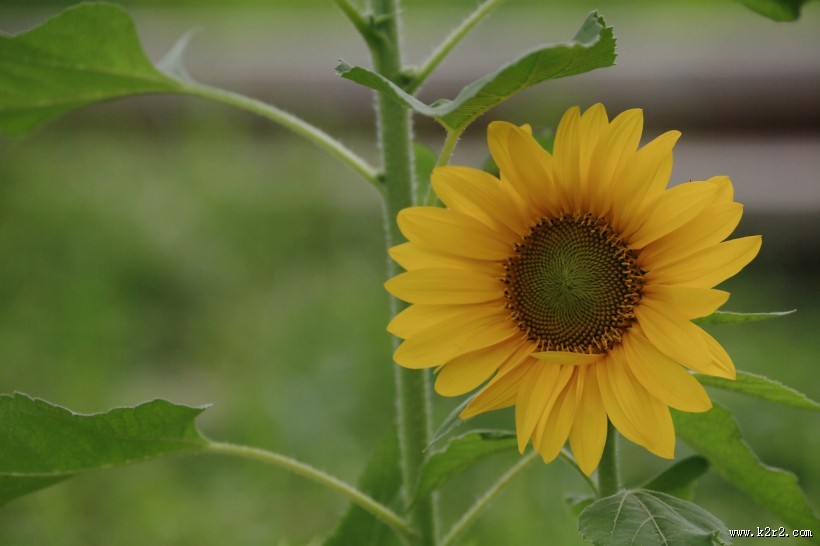 向日葵图片大全