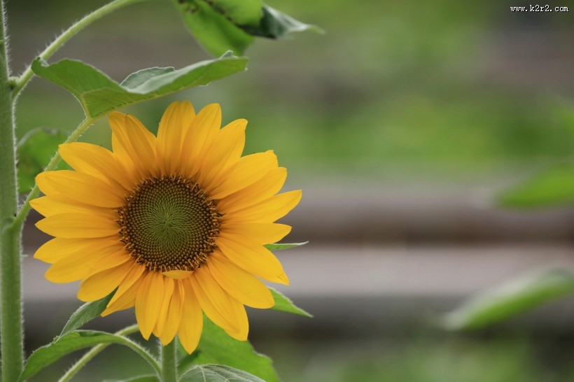 向日葵图片大全