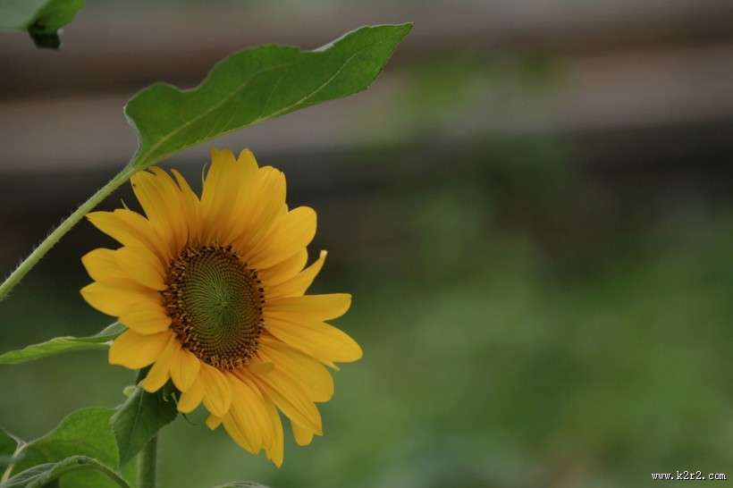 向日葵图片大全