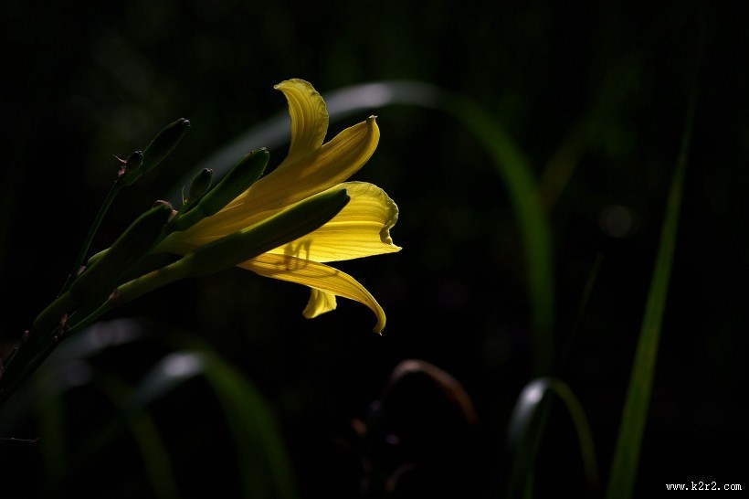 黄色萱草图片