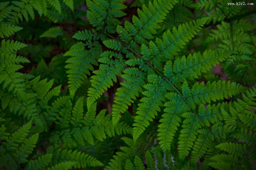 蕨类植物图片