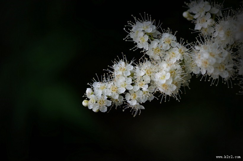 白色的珍珠梅图片大全