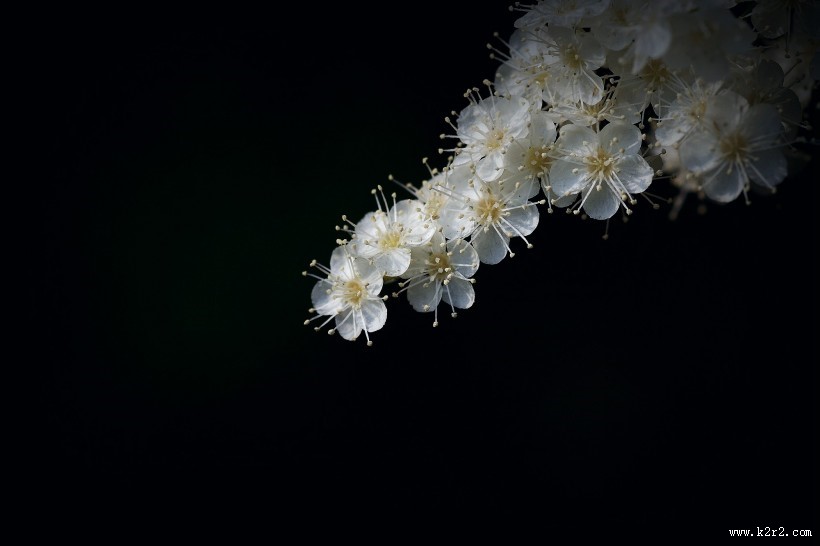 白色的珍珠梅图片大全