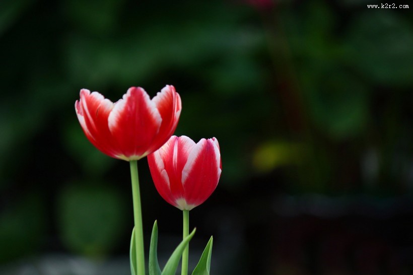 郁金香图片大全