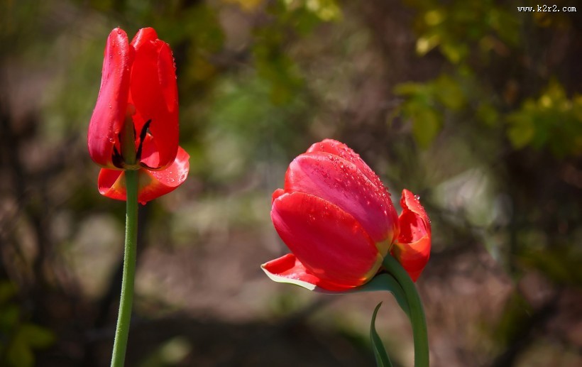 郁金香图片大全
