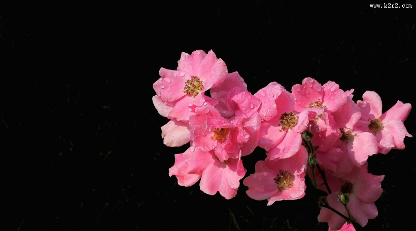 月季花图片大全